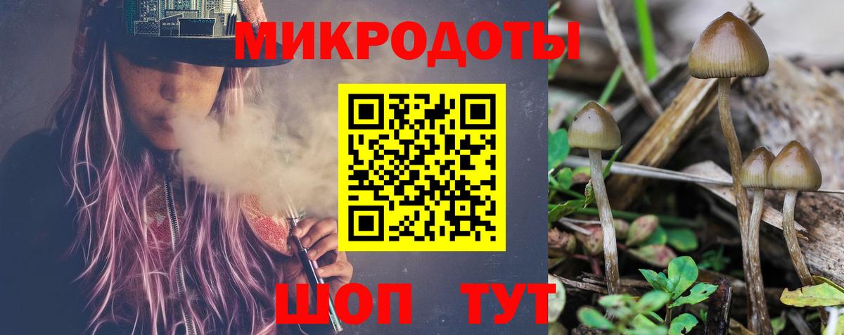 Псилоцибиновые грибы Psilocybe Пенза